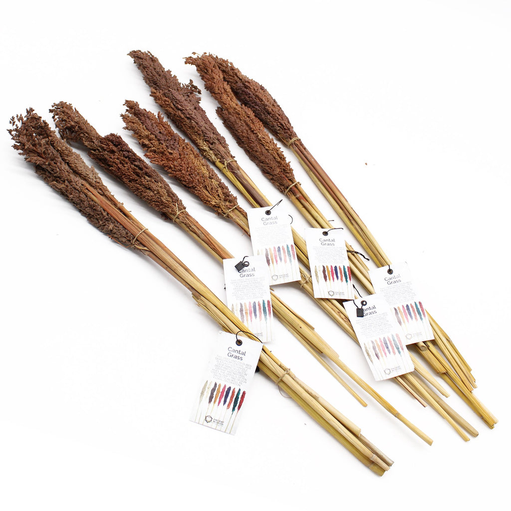 Cantal Grass 6 Bunch Chocolate Brown