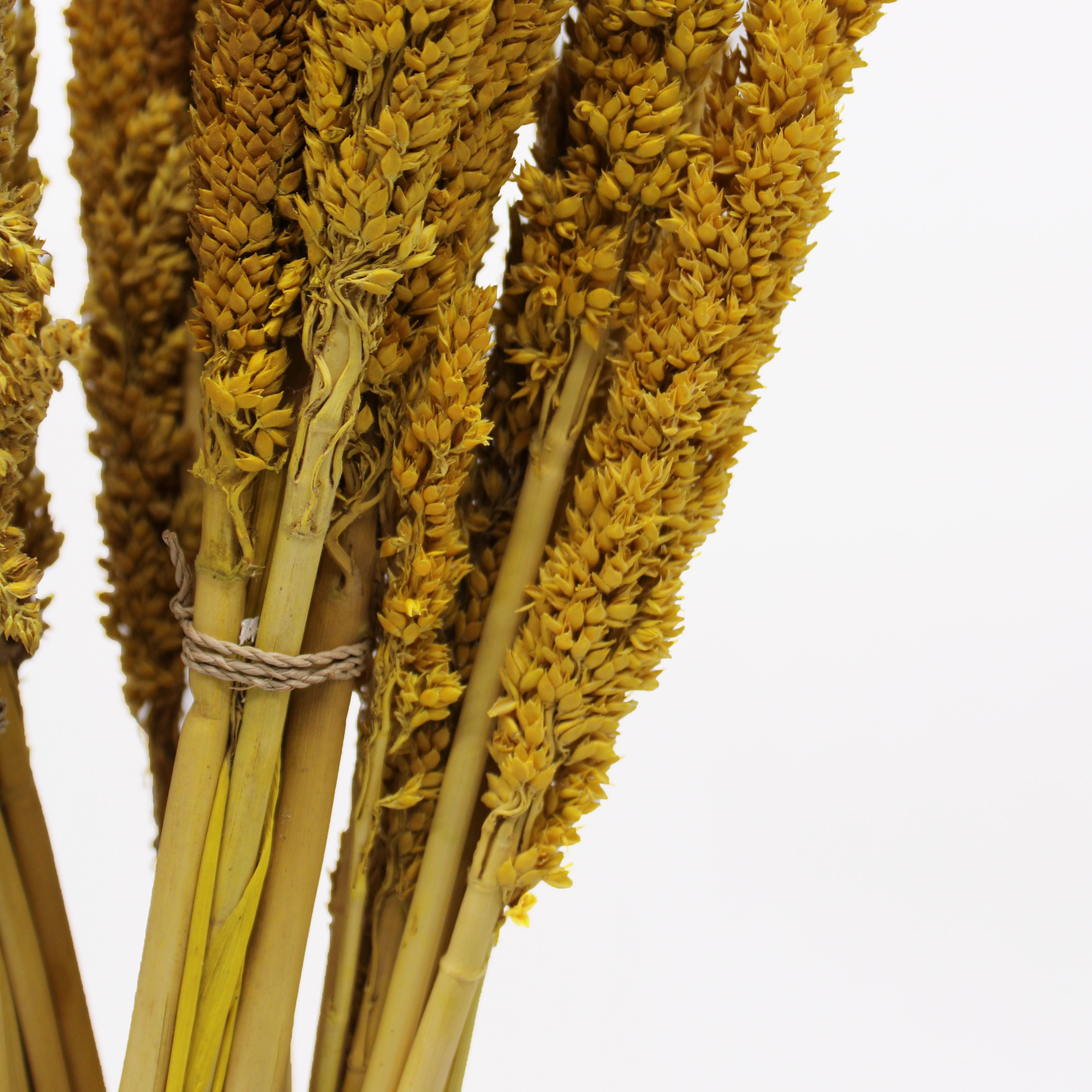 Cantal Dried Grass Flowers Display Decor 6 Bunch Amber