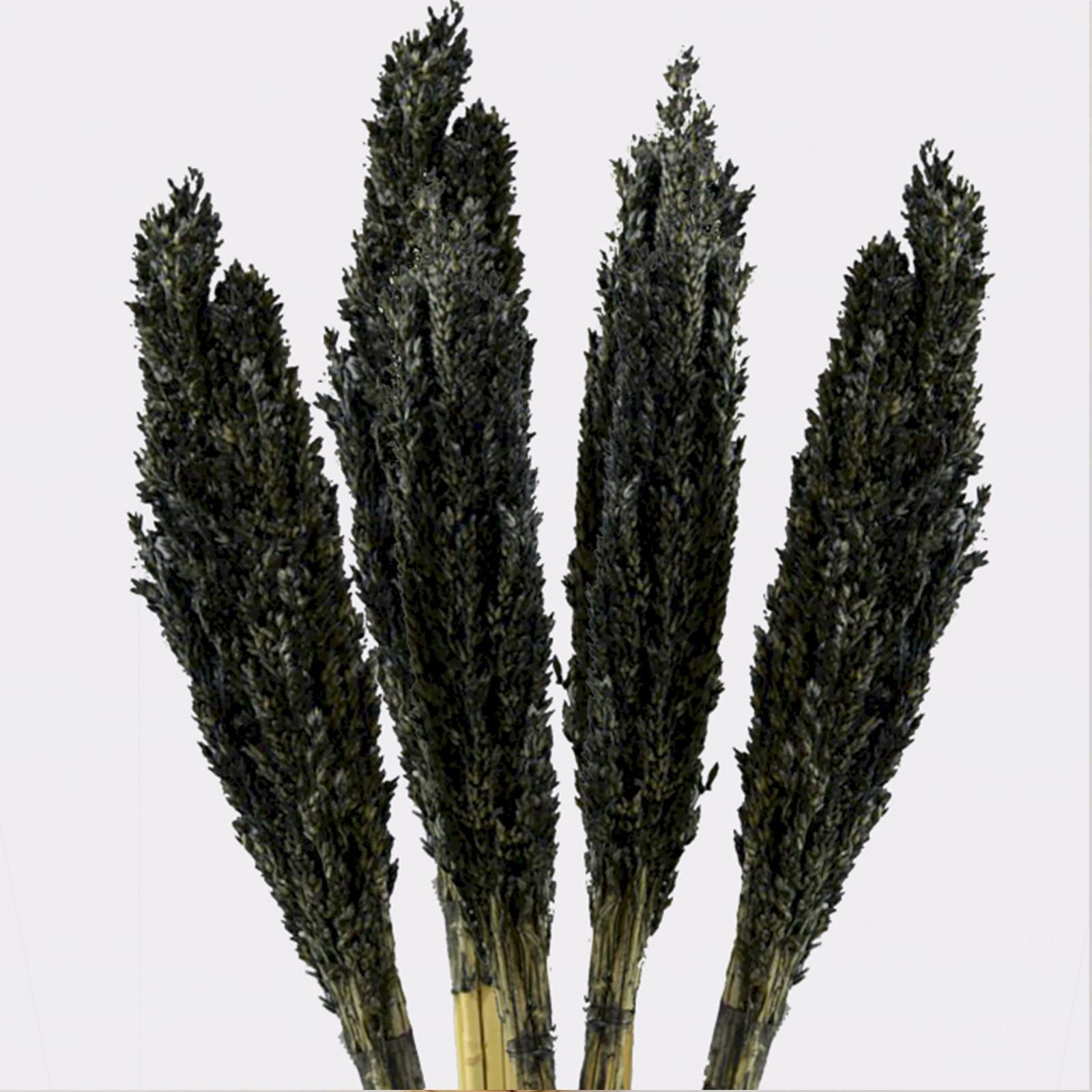 Cantal Dried Grass Flowers Display Decor 6 Bunch Black