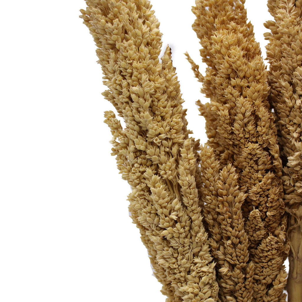 Cantal Dried Grass Flowers Display Decor Natural Colour