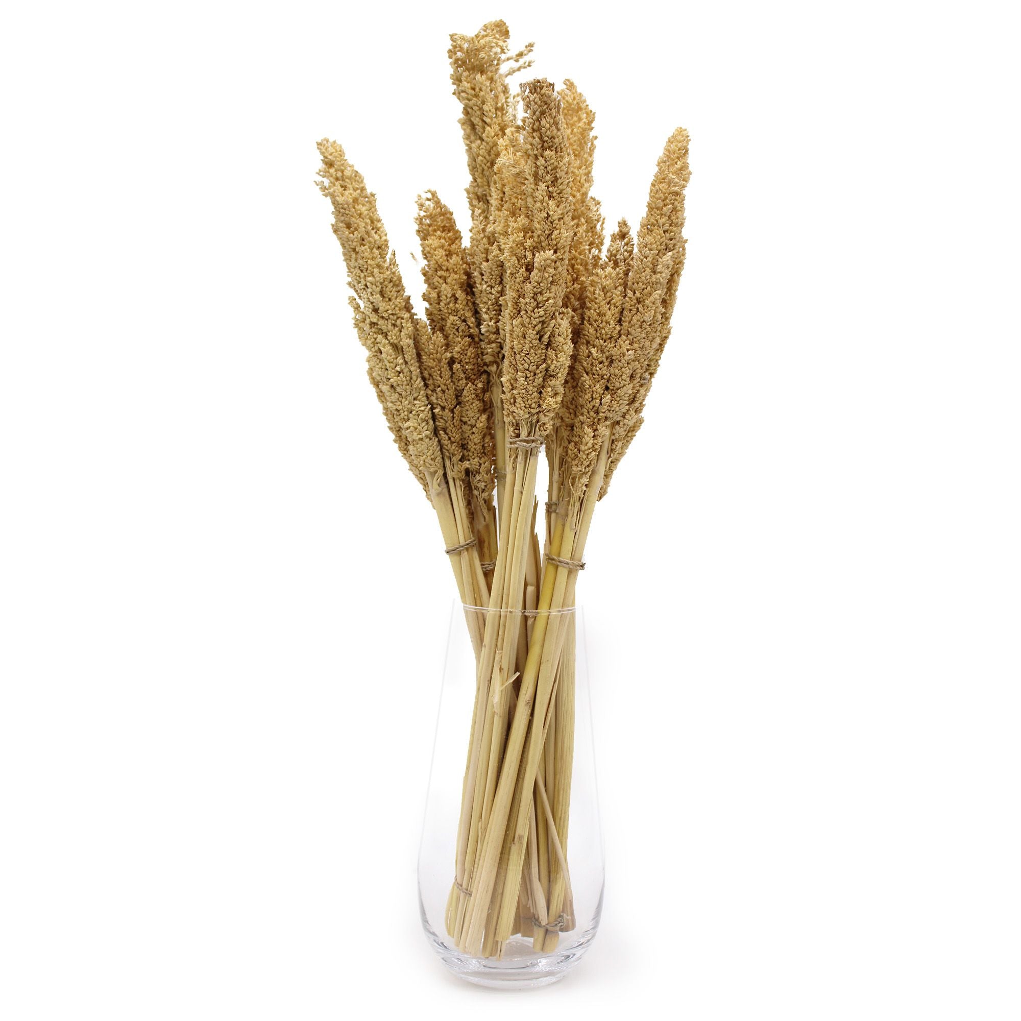 Cantal Dried Grass Flowers Display Decor Natural Colour