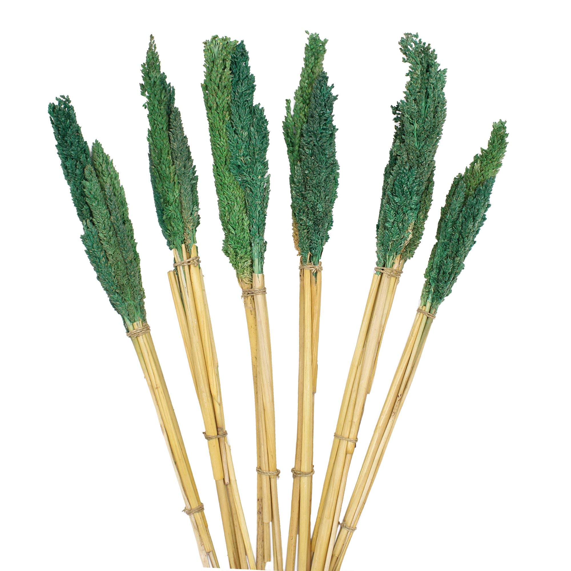 Cantal Dried Grass Flowers Display Decor Teal Cantal Dried Grass Flowers Display Decor
