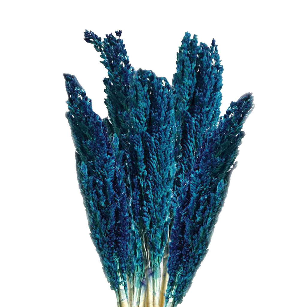 Cantal Dried Grass Flowers Display Decor 6 Bunch Blue Colour